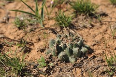 Coryphantha vogtherriana