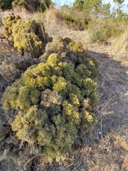 Ulex erinaceus