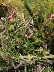 Indigofera glaucescens