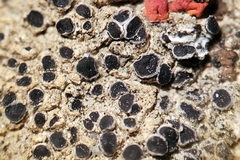 Pyrenodesmia atroalba