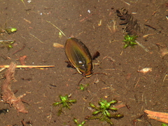 Dytiscus semisulcatus
