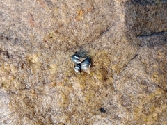 Echinolittorina peruviana