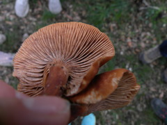 Lactarius atlanticus