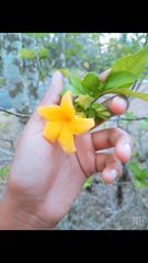 Allamanda schottii