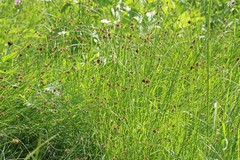 Carex hoodii