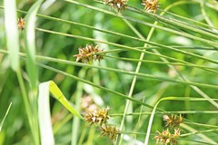 Carex hoodii