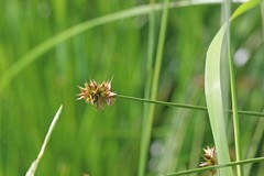 Carex hoodii