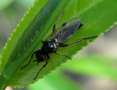 Bibio pomonae