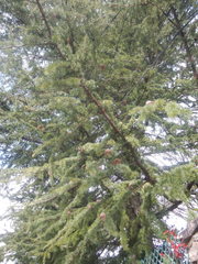 Cedrus libani