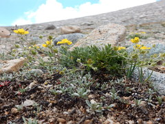 Potentilla drummondii