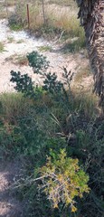 Asparagus mariae