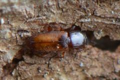 Placonotus testaceus