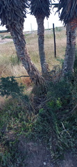 Asparagus mariae