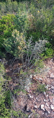 Asparagus mariae