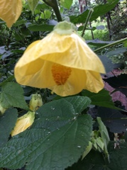 Abutilon × hybridum