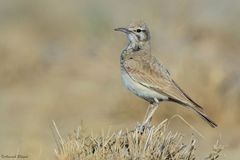 Greater Hoopoe-Lark photo 3