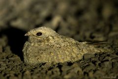 Caprimulgus mahrattensis