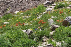 Castilleja applegatei viscida