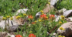 Castilleja applegatei viscida