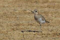 Charadrius asiaticus