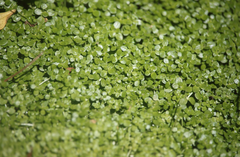 Callitriche lechleri