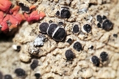 Pyrenodesmia atroalba