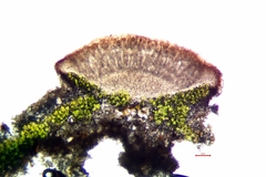 Pyrenodesmia atroalba