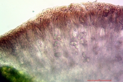 Pyrenodesmia atroalba