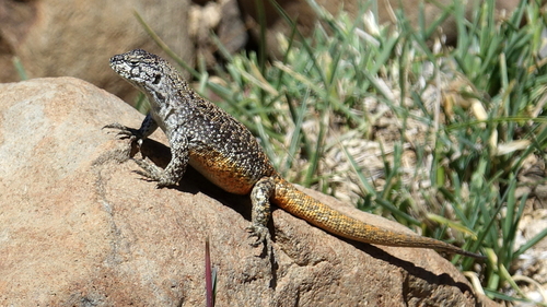 Liolaemus flavipiceus
