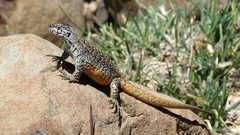 Liolaemus flavipiceus