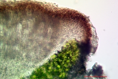 Pyrenodesmia atroalba