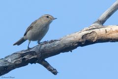 Phylloscopus neglectus
