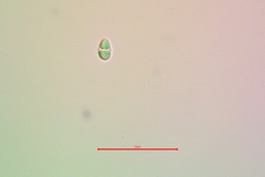 Pyrenodesmia atroalba