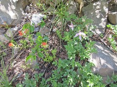 Castilleja applegatei viscida