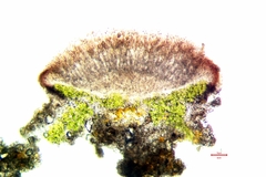 Pyrenodesmia atroalba