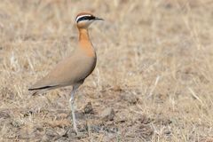 Cursorius coromandelicus