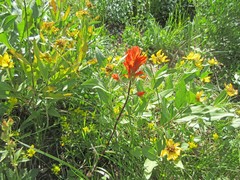 Castilleja miniata miniata