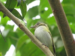 Vireo chivi chivi