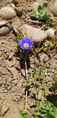Nolana elegans
