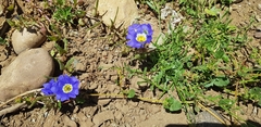 Nolana elegans