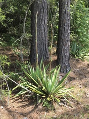 Yucca cernua