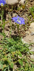 Nolana elegans