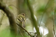 Hemitriccus mirandae