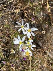 Brachyscome iberidifolia