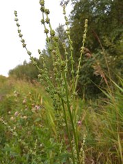 Atriplex intracontinentalis