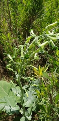 Nicotiana knightiana