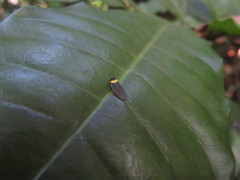 Plectoderes collaris