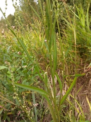 Atriplex intracontinentalis