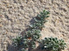 Medicago marina
