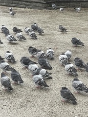 Columba livia domestica